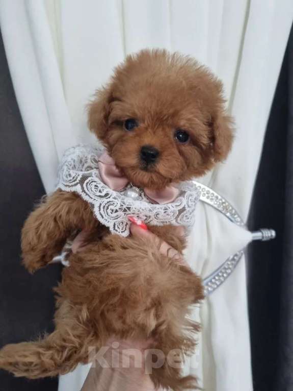 Собаки в Барнауле: Мальтипу СУПЕР МИКРО Китай Девочка, 250 000 руб. - фото 4