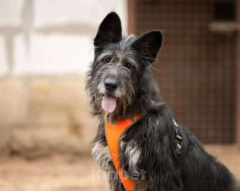 Собаки в Москве: Шанталь ищет свою семью Девочка, Бесплатно - фото 1