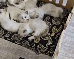 Кошки в Москве: Котята Рэгдолл Мальчик, 40 000 руб. - фото 1
