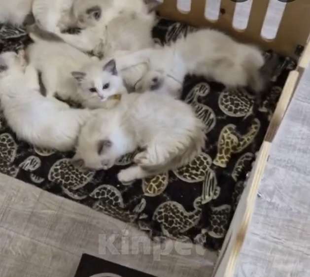 Кошки в Москве: Котята Рэгдолл Мальчик, 40 000 руб. - фото 1