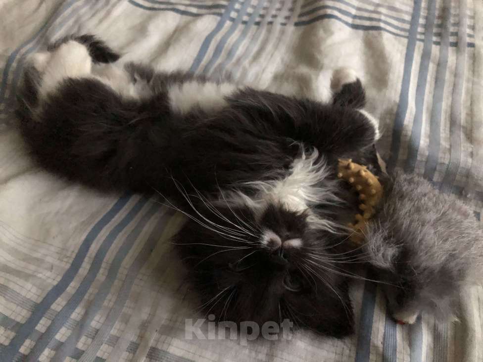 Кошки в Санкт-Петербурге: Котик 1г. Мальчик, Бесплатно - фото 1