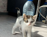 Кошки в других городах Башкортостана: Котенок Мальчик, Бесплатно - фото 1
