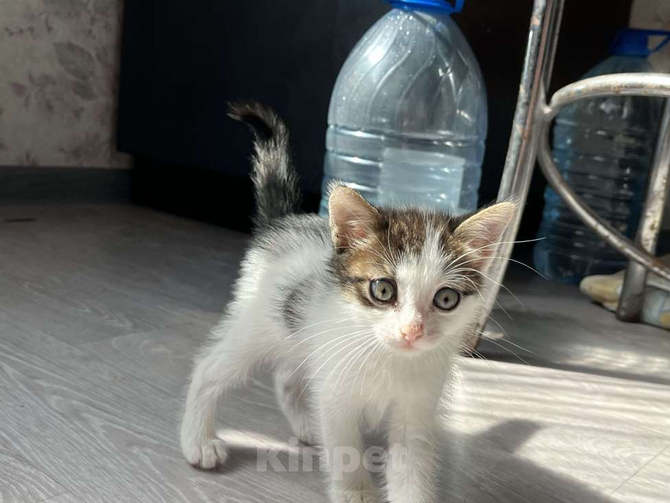 Кошки в других городах Башкортостана: Котенок Мальчик, Бесплатно - фото 1