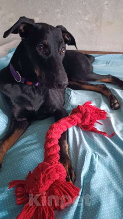 Собаки в Москве: Собака в добрые руки! Девочка, Бесплатно - фото 2