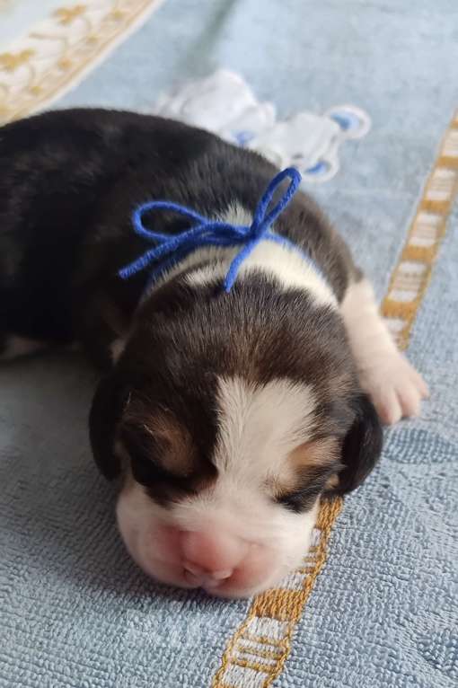 Собаки в Москве: Щенки бигля родились 01.03.2025. от клубных родителей с документами РКФОткрыто бронирование. Мальчик, 50 000 руб. - фото 3