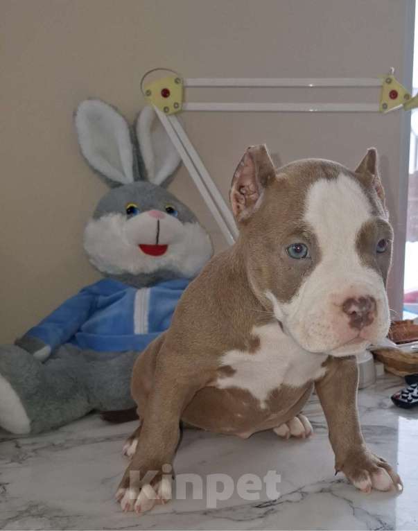 Собаки в Балашихе: Американские булли Разнополые, 70 000 руб. - фото 2