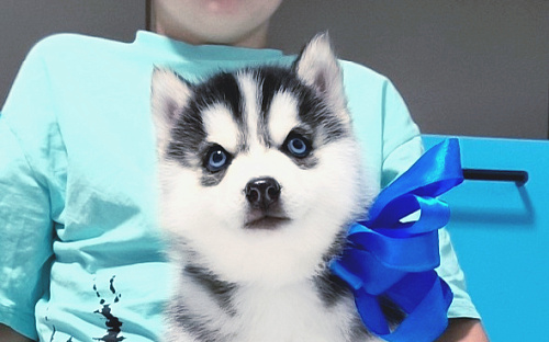 Хаски Щенки Разных окрасов