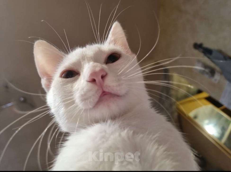 Кошки в Волгограде: Кот ищет себе дом Мальчик, Бесплатно - фото 1