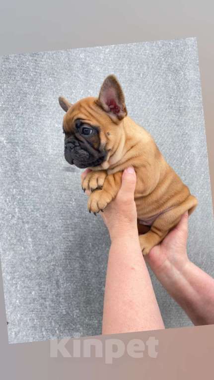 Собаки в Оби: Щенок ФРАНЦУЗСКОГО БУЛЬДОГА  РКФ Мальчик, 60 000 руб. - фото 3