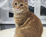 Кошки в Сергиеве Посаде: Котёнок мейн-кун  Мальчик, 50 000 руб. - фото 2