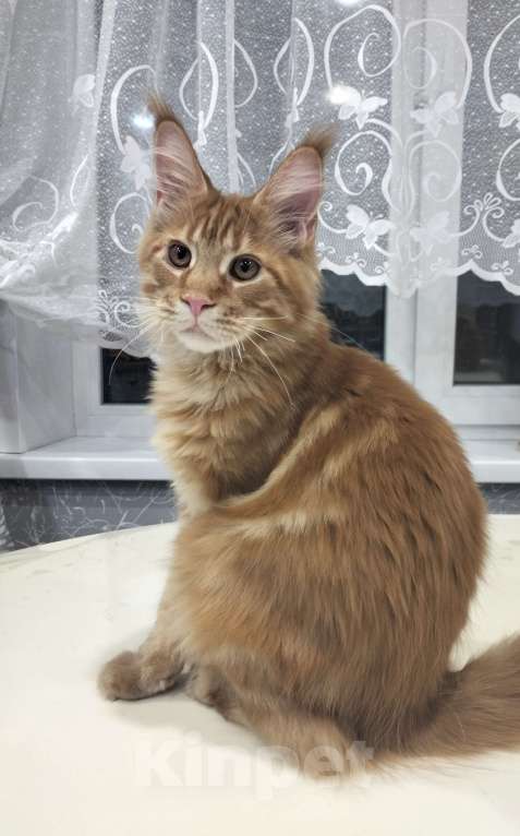 Кошки в Сергиеве Посаде: Котёнок мейн-кун  Мальчик, 50 000 руб. - фото 2