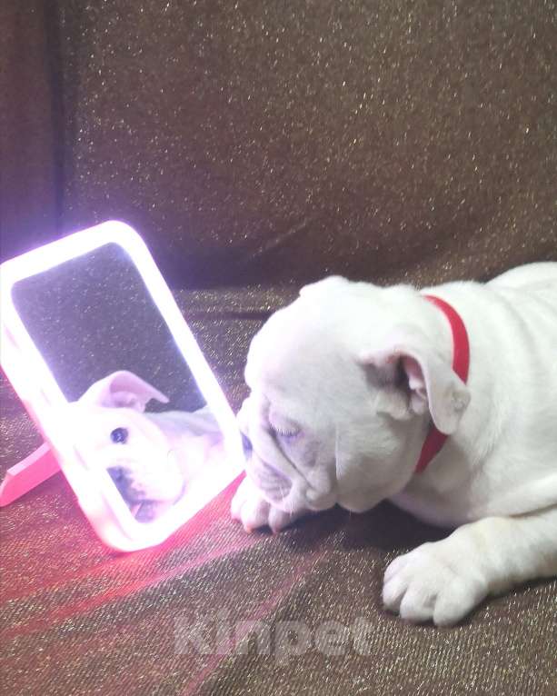 Собаки в Санкт-Петербурге: Щенок английского бульдога Девочка, 110 000 руб. - фото 2