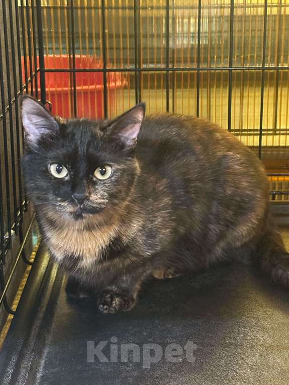 Кошки в Москве: Черепашка Фрося  Девочка, Бесплатно - фото 4