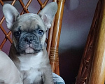 Собаки в Москве: Красивые девочки французский бульдог. Девочка, 65 000 руб. - фото 4