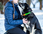 Собаки в Москве: Самый добрый пёс на свете в поисках семьи Мальчик, Бесплатно - фото 6