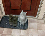 Кошки в Колпашево: Шотландский котик, Бесплатно - фото 1