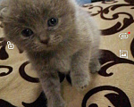 Кошки в Судогде: Котики вислоушки, 2 руб. - фото 1