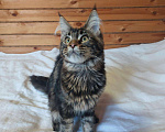 Кошки в Ливны: Котята Мейн-кун, 60 000 руб. - фото 3