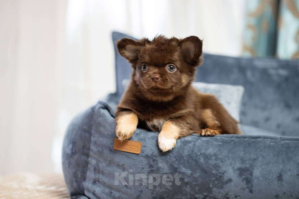 Собаки в Санкт-Петербурге: Красивые мальчики Чихуахуа Мальчик, 60 000 руб. - фото 3