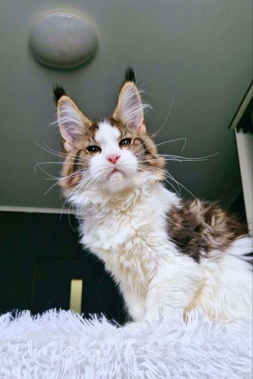 Кошки в Новосибирске: котенок мейн кун  Девочка, 45 000 руб. - фото 3