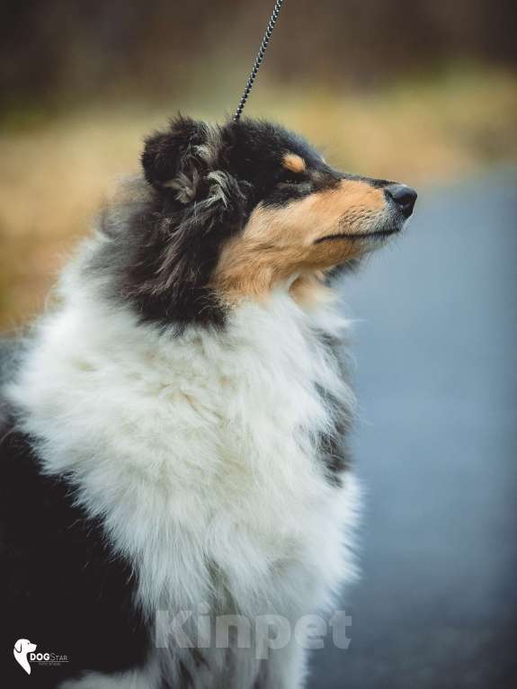 Собаки в других городах Свердловской области: Колли Магия Жизни Девочка, 80 000 руб. - фото 2