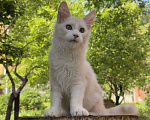 Кошки в Новосибирске: Котик мейн-кун Мальчик, Бесплатно - фото 3