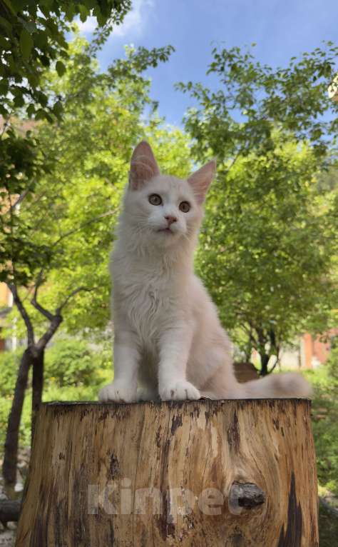 Кошки в Новосибирске: Котик мейн-кун Мальчик, Бесплатно - фото 3