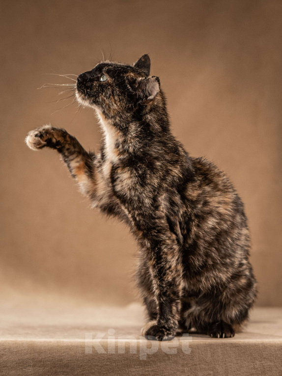 Кошки в Клине: Венеция — кошка в маске, полная контрастов Девочка, Бесплатно - фото 3