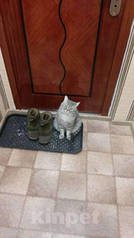 Кошки в Колпашево: Шотландский котик, Бесплатно - фото 1