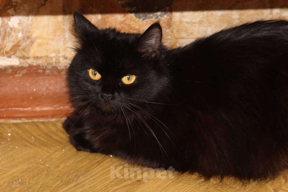 Кошки в Колпашево: Шикарная кошка персидской наружности ищет дом, 100 руб. - фото 1