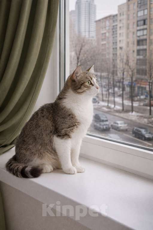 Кошки в Москве: Котенок Юкки ищет добрую спокойную семью Девочка, Бесплатно - фото 4