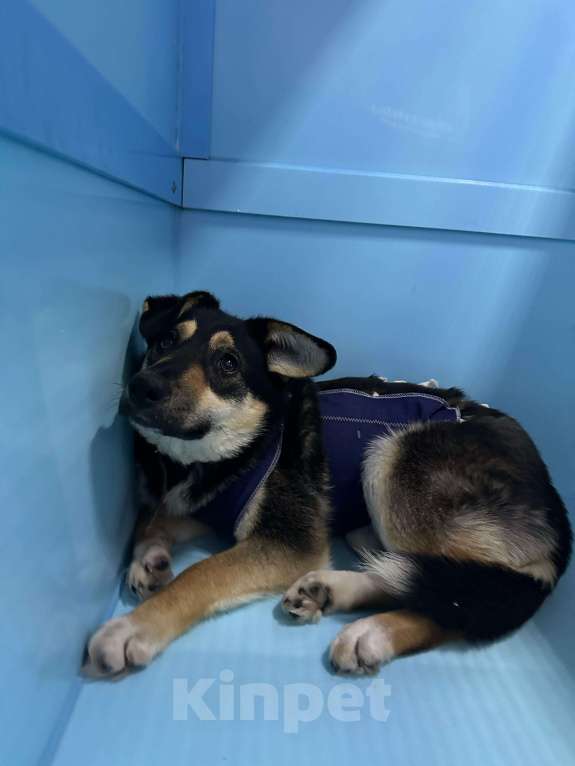 Собаки в Москве: Щенок-подросток под выпуск на улицу завтра Девочка, Бесплатно - фото 4