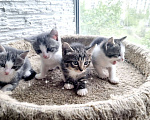 Кошки в Москве: Котята в добрые руки Девочка, Бесплатно - фото 4