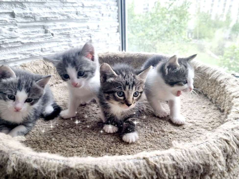 Кошки в Москве: Котята в добрые руки Девочка, Бесплатно - фото 4