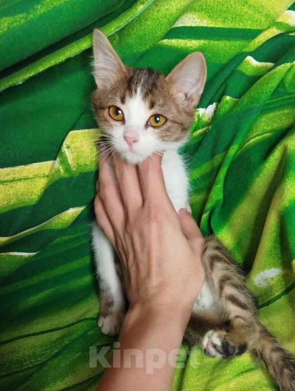 Кошки в Москве: Котёнок в добрые руки  Мальчик, Бесплатно - фото 1