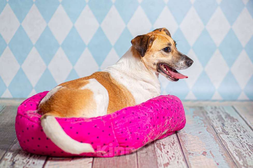 Собаки в Москве: Метис джек-рассел-терьера Герда в дар Девочка, 1 руб. - фото 3