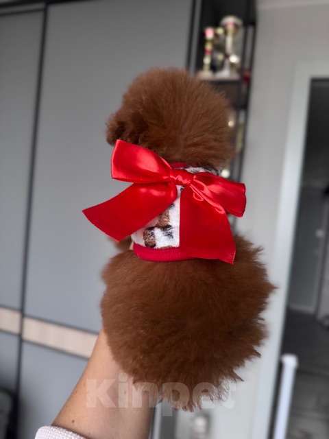 Собаки в Москве: Щенок девочка Тедди Пудель Китай Девочка, 230 000 руб. - фото 5