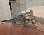 Кошки в Москве: Котик Чили ищет дом Мальчик, Бесплатно - фото 2