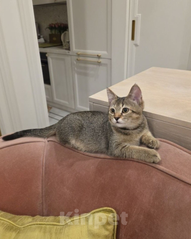 Кошки в Москве: Котик Чили ищет дом Мальчик, Бесплатно - фото 2