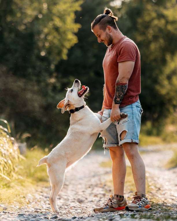 Собаки в других городах Московской области: Снежка так ждет семью! Девочка, Бесплатно - фото 4