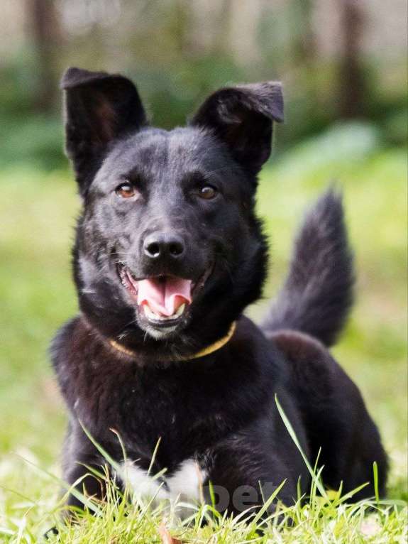 Собаки в Лосином-Петровском: Айна якутенок Девочка, Бесплатно - фото 4