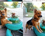 Собаки в Краснодаре: Найда  Девочка, 1 руб. - фото 3
