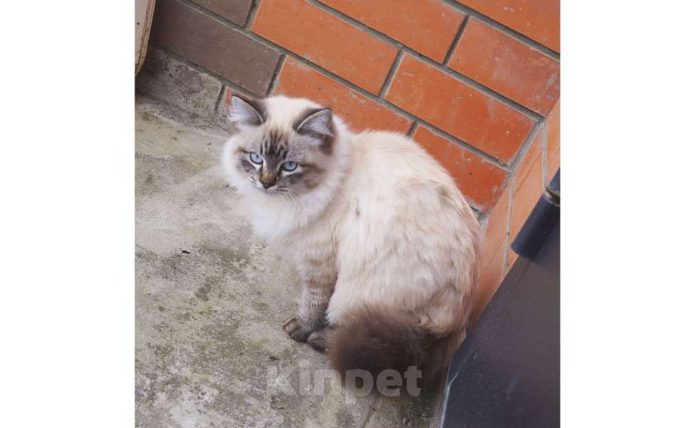 Кошки в Краснодаре: Невская маскарадная котенок Барэль очень пушистый в окрасе колор поинт Мальчик, 27 000 руб. - фото 4