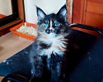 Кошки в Москве: Мейн-кун девочка необычная Девочка, 55 000 руб. - фото 2
