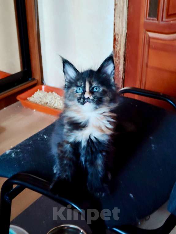 Кошки в Москве: Мейн-кун девочка необычная Девочка, 55 000 руб. - фото 2