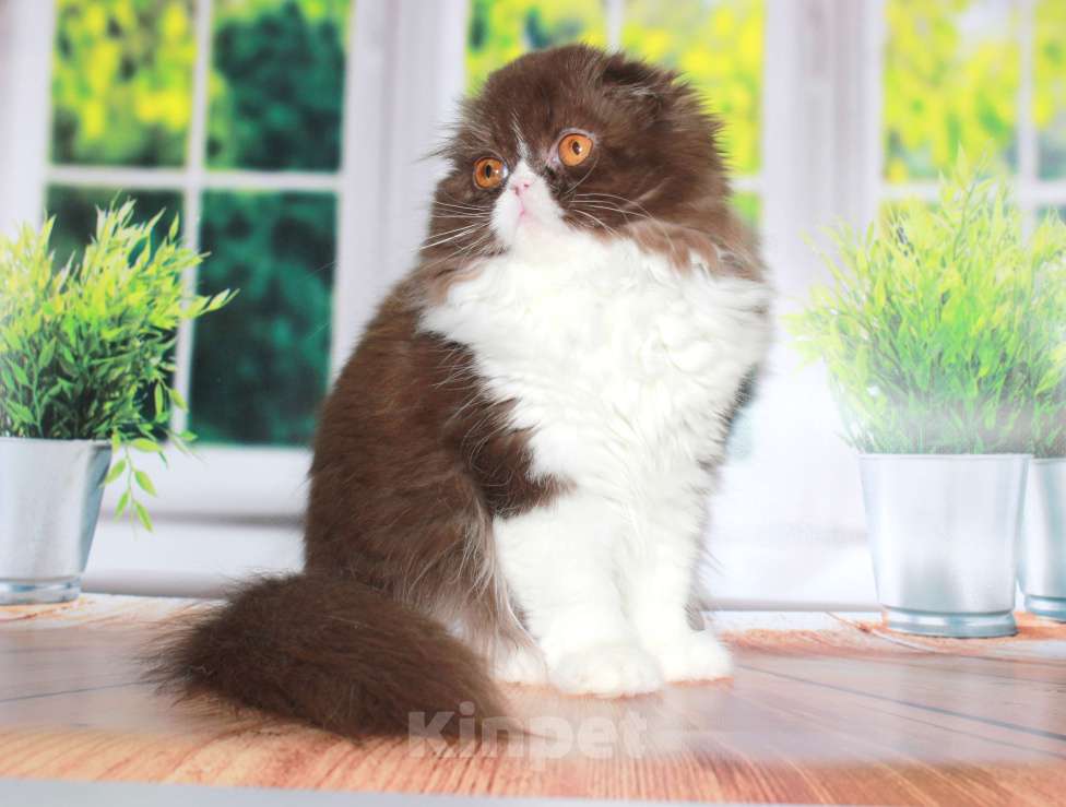 Кошки в Санкт-Петербурге: Шотландская вислоухая шоколадная Девочка, 35 000 руб. - фото 8
