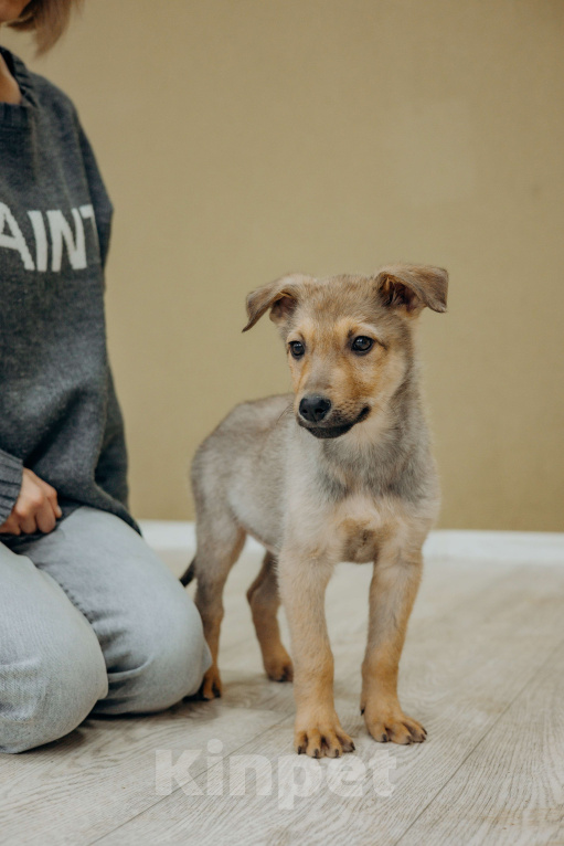 Собаки в Раменском: Щенок Арахис в добрые руки Мальчик, Бесплатно - фото 5