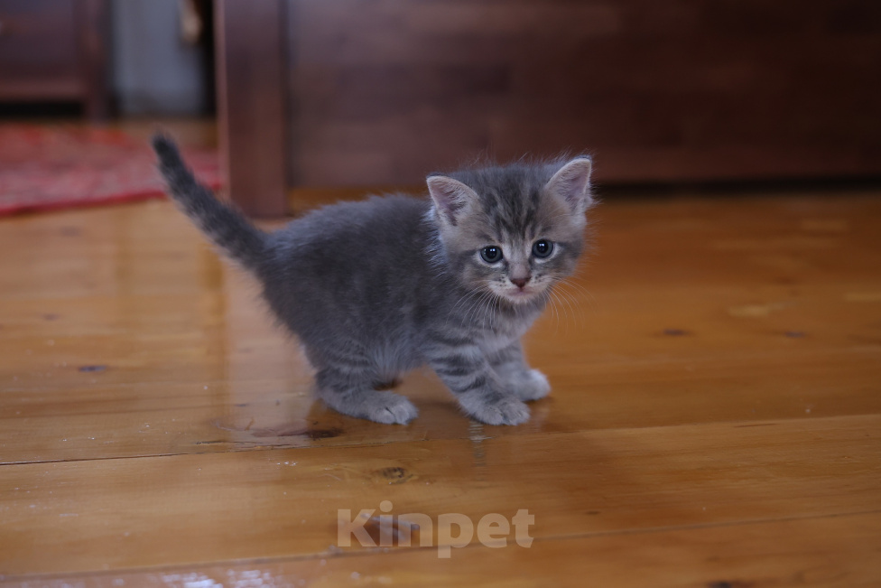 Кошки в Екатеринбурге: Шотландские прямоухие короткошёрстные котята Разнополые, 2 500 руб. - фото 1
