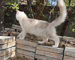 Кошки в Новосибирске: Котик мейн-кун Мальчик, Бесплатно - фото 6
