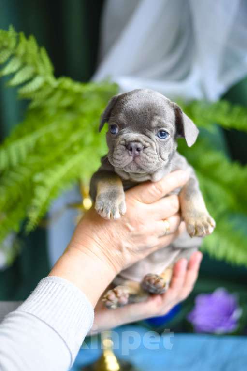 Собаки в Москве: очаровательный мальчик лиловый с подпалом Мальчик, 75 000 руб. - фото 6